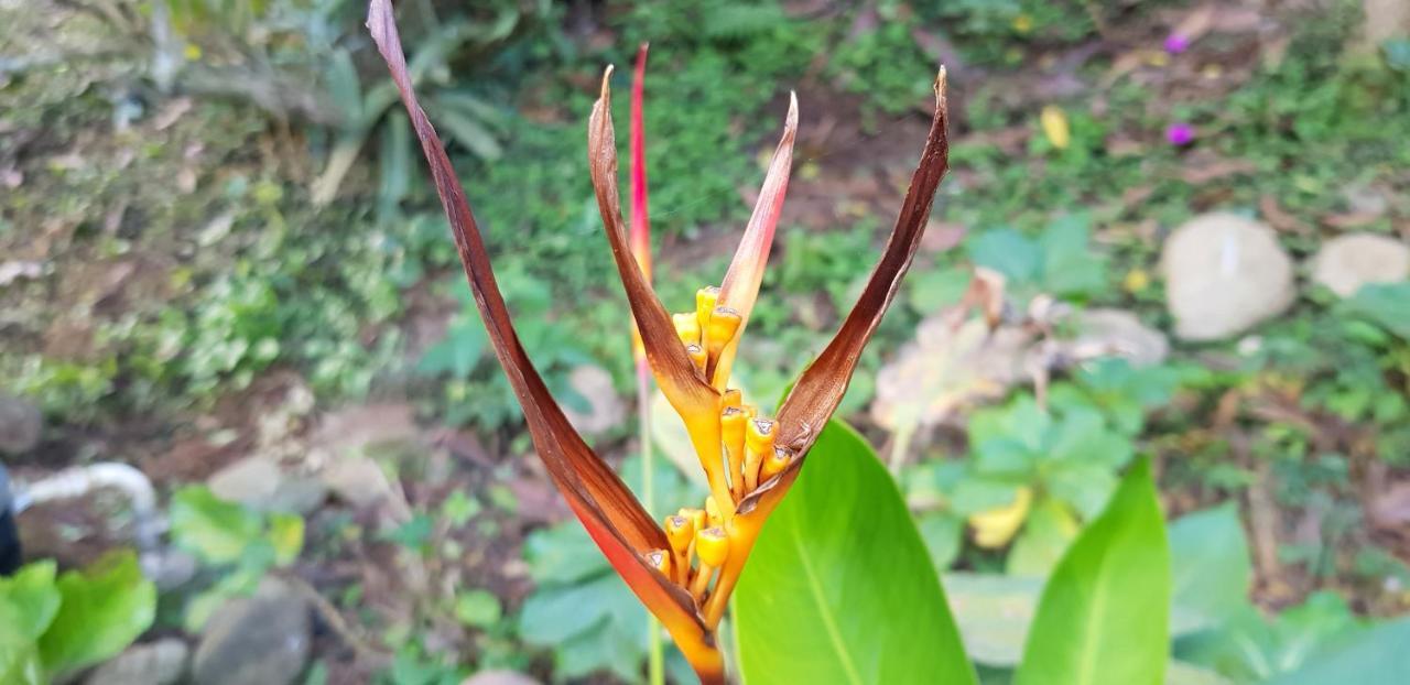 Vale Das Maritacas Teresopolis Villa Eksteriør billede