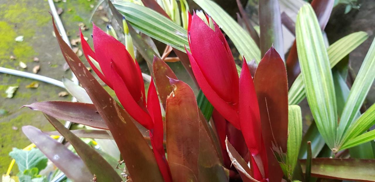 Vale Das Maritacas Teresopolis Villa Eksteriør billede